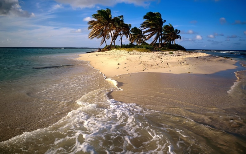 palm, nature, island, 720P, trees, tropical, ocean, beach, hd