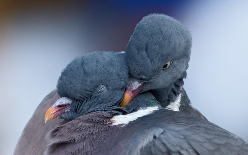 mood, 1080P, love, resolution, birds, pictures, pigeons, high