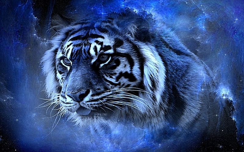 nice, big cat, hd, blue, animals, awesome, cool, gorgeous, lovely, beauty, tiger, 1080P