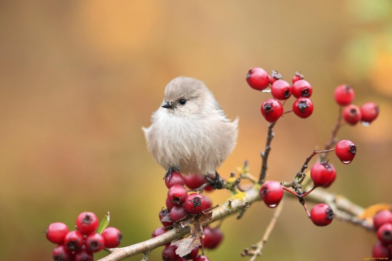 branch, lovely, pretty, bird, berries, beautiful, 1080P, adorable, nature, sweet, nice, sparrow, fluffy, cute