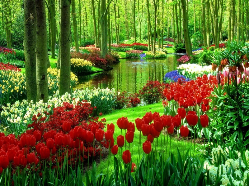 pretty, park, lovely, reflection, 1080P, beautiful, nice, flowers, green, water, tulips, lake, grass, trees, greenery