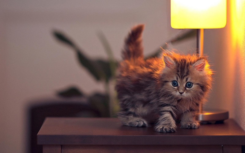 face, lamp, cute, beautiful, 1080P, paws, cat eyes, lovely, sweet, pretty, animals, lamps, cats, beauty, cat face, kitty