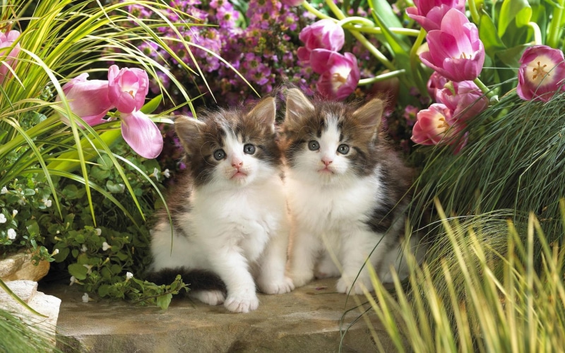 lovely, kitty, photo, kittens, baby, cats, tulips, animals, beautiful, come, cool, brown, pretty, flowers, nice, 1080P, white, little, fur, sweet