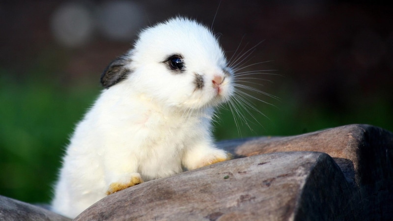 sweet, animals, white, beautiful, bunny, nice, lil, cute, 1080P