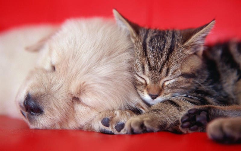 cat face, animals, lovely, retriever, 1080P, pretty, puppy, sweet, kitten, tabby, beau, puppies, golden, brown, dog face, beautiful, paws, nice