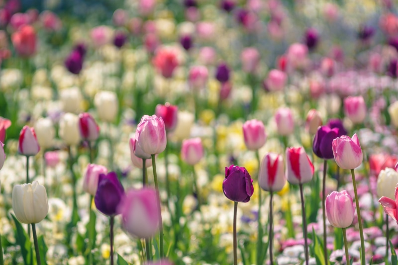 summer, green Color, pink, 4K, plant, petaled, springtime, white, Tulips, purple, field, tulip, flowerbed, jupiter, nature, flowers, outdoors, m42, red