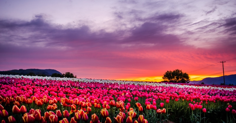 springtime, golden hour, outdoors, beauty In Nature, tulips, Bright, field, 4K, flower Head, Fields, Spring, rural Scene, golden, sky, multi Colored, Farm