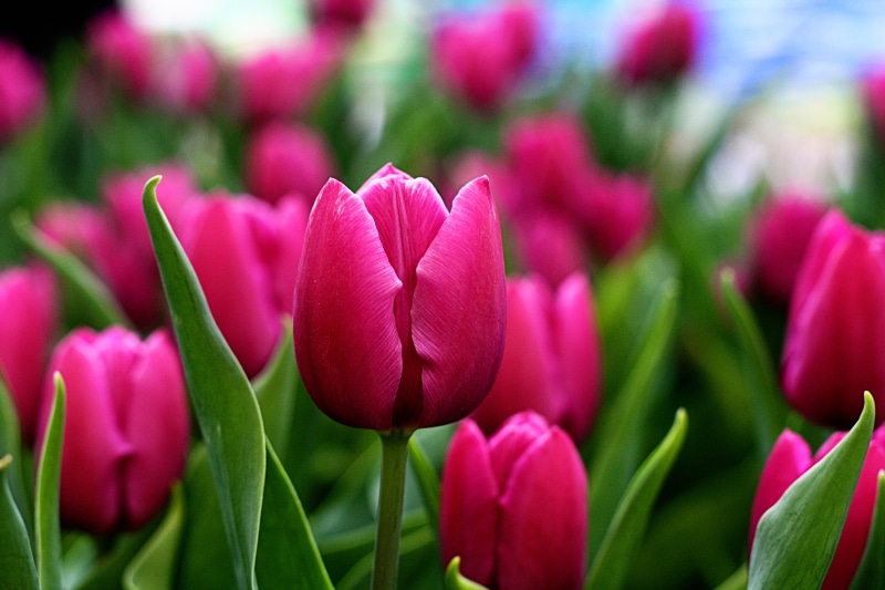 tulips, red, closeup photography, photography, flower Head, pink Color, flower, freshness, multi Colored, spring, daytime, bokeh, plant, 4K, pretty, tulip