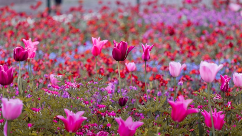 pink Color, bordeau, springtime, fotografia, purpura, red, summer, jardin, photograph, pic, freshness, garden, purple, multi Colored, imagen, foto, Tulips