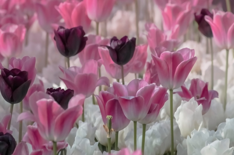 4K, white, pink, purple, tulip, plant, petal, springtime, flower Head, beauty In Nature, nature, tulips, pink Color, Faves, flower