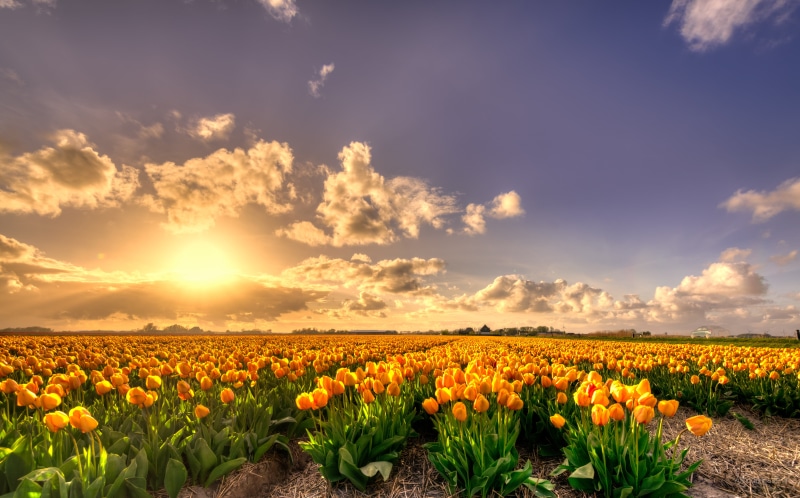 sunflower, lucht, summer, Nikkor, 5K, Nederlands, gold.  yellow, natuur, Holland, zon, tulp, springtime, meadow, sunlight, nature, beauty In Nature, Noord-Holland