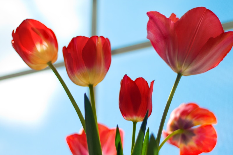 red, cpm, flowers, springtime, art, tulip, magazine, 4K, flower Head, Tulips, flower, petal, colored  pencil, multi Colored, nature, beauty In Nature