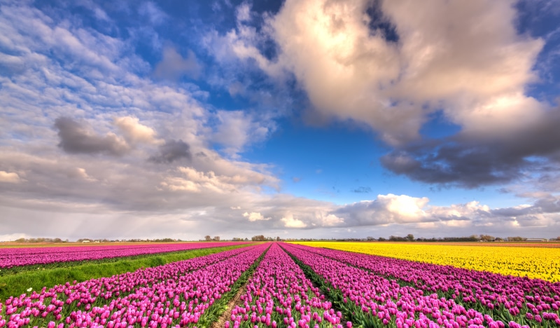 tulips, cloudy, lucht, Dutch, landscape, Nikon, Europe, nature, natuur, field, plant, plenty, springtime, beauty In Nature, tulipa, Tulip, flower, wolken