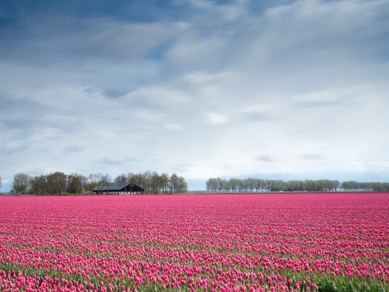 daytime, meadow, flowers, tranquility, agriculture, nature, flowering plant, cloud - Sky, land, freshness, blossom, summer, season, green Color, red, landscape