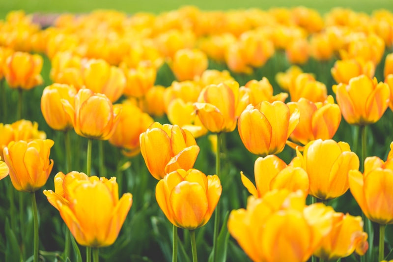 blooms, fragility, flower Head, nature, flowers, tulip, fields, inflorescence, colorful, land, Blooming, growth, flowerbed, planting, petal, color Image
