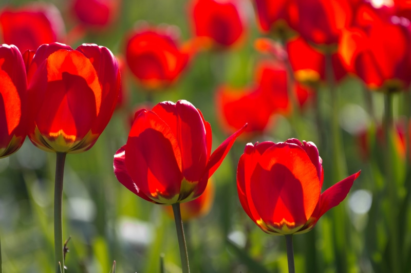 springtime, beauty In Nature, field, nature, summer, season, tulpan, green Color, Flower, tulips, yellow, red, 5K, Torup, plant, tulip, multi Colored