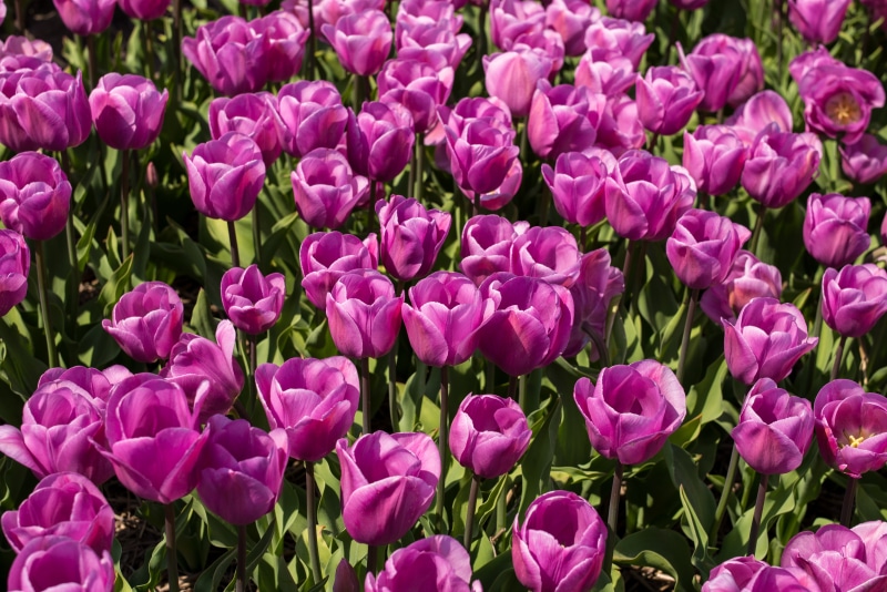 M  240, tulip, nature, landscape, photo, purple, farm, plant, daytime, Tulips, flowerbed, flowers, Holland, summer, freshness, countryside, spring, 4K