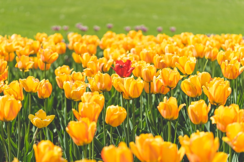 freshness, outdoors, netherlands, field, beauty In Nature, flowerbed, colorful, petal, close-up, Yellow, Tulip, meadow, summer, nature, gardens, no People