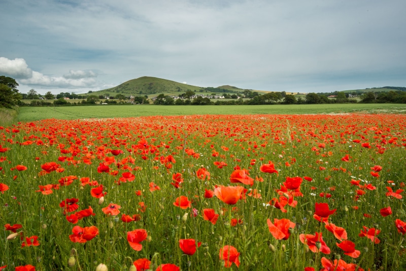 daytime, field, Scotland, near, flower Head, cloudy, outdoors, red, 5K, plants, rural Scene, farm, cloud - Sky, agriculture, blue, summer, Largo, green Color