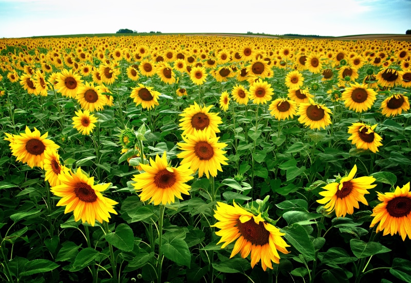 blume, nature, flower, summer, color, field, weite, agriculture, growth, outdoors, plant, yellow, wiese, daytime, frucht, beauty In Nature, sonne, 2K
