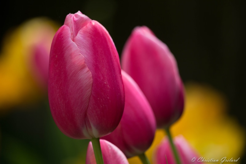 macro, pink, Flower, petal, Canon  EOS  700D, Vivid, pink Color, Fleur, beauty In Nature, springtime, flower Head, tulips, Spring, macro shot, flowers