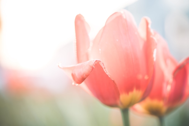 multi Colored, Red, beauty In Nature, dew, Desaturated, fragility, flower Head, season, inflorescence, plant, vulnerability, no people, blooms, close, flowering plant