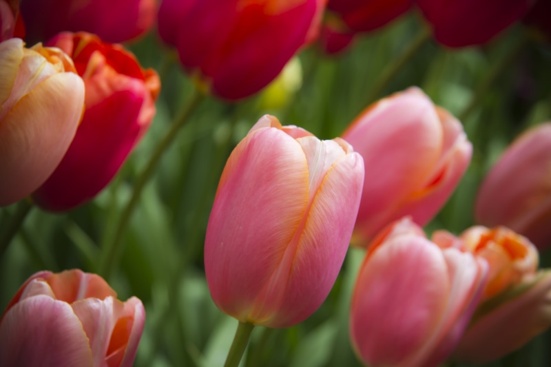 tulp, season, freshness, Tulips, 5K, close, photo, flower, flower Head, flowerbed, multi Colored, yellow, beauty In Nature, red, nature, close-up, Keukenhof