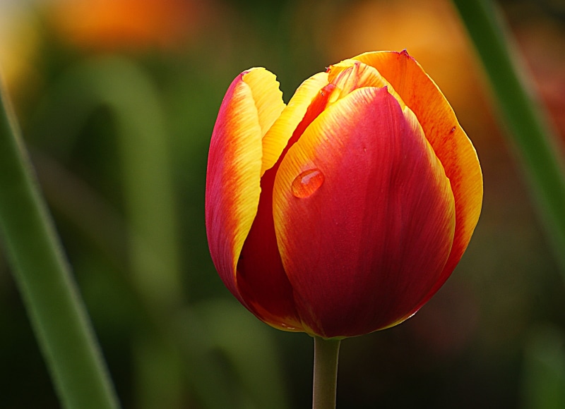 nature, summer, yellow, petal, Dedication, flower, short, Sony DSLR-A300, Public Domain, flower Head, petaled, red, tulip, CC0, tulips, photos, beauty In Nature