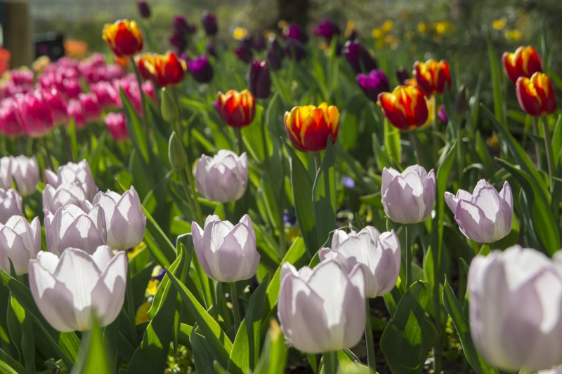 springtime, colors, outdoors, glow, flowerbed, spring, 5K, daytime, nature, Thanksgiving Point, summer, afternoon, sunlight, in bloom, flower, plant, tulip