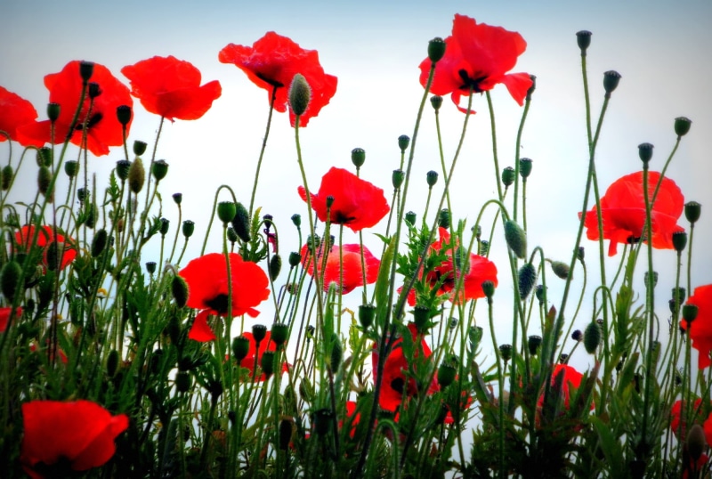 daytime, nature, 1080P, sky, field, meadow, springtime, red Poppy, grass, beauty In Nature, rural Scene, Poppies, green Color, poppy, flower, Lincolnshire