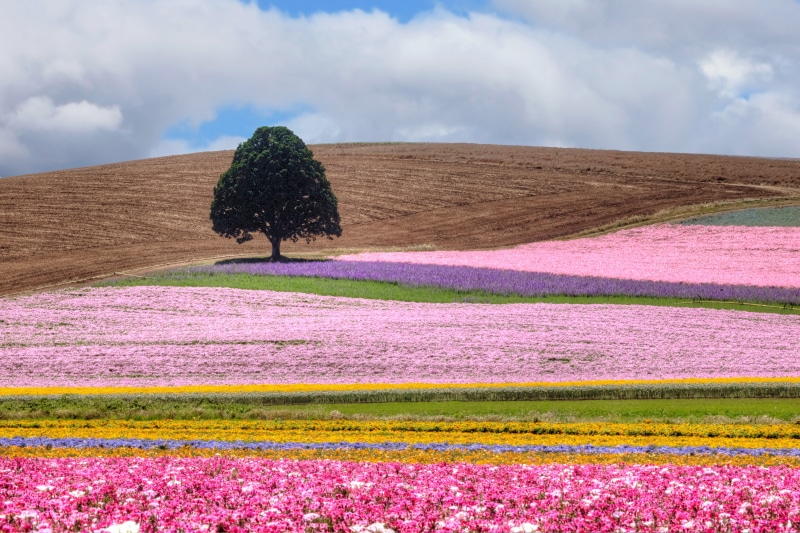 flower, nature, Agriculture, plant, outdoors, Silverton  Oregon, Canon  EOS  5D  Mark  II, Lens, Images, Fields, Evens, Lone  Tree, Flowers, flower fields