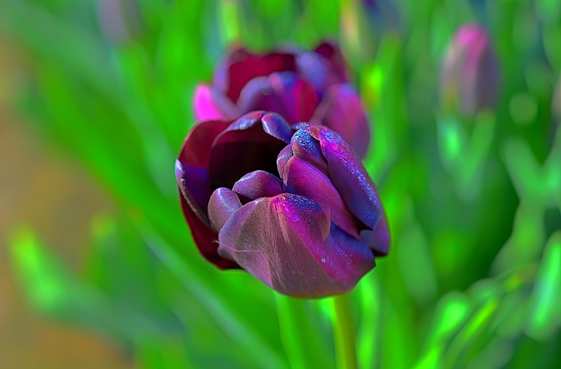 Nikon D7100, Kirt, summer, pink, Festival, Flower, Plant, Drops, Color, Macro, Willamette Valley, Tulip Festival, leaf, Bright, petal, Pastel, pink Color