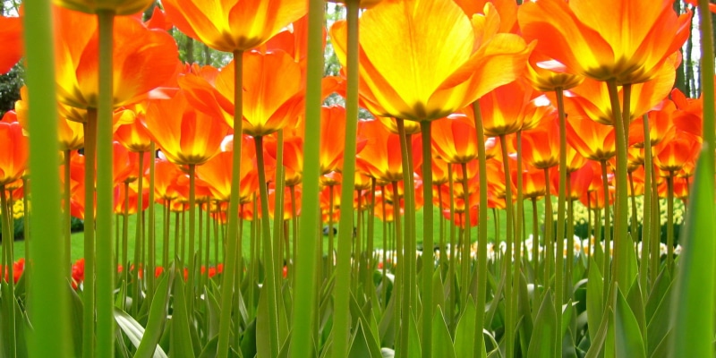 Netherlands, tulip, springtime, top, yellow, beauty In Nature, 1080P, fullhouse, flower, field, nature, foto, white, green Color, summer, Tulips, bloemen