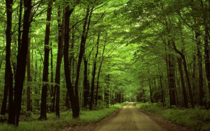 x, hd, art, forest, roads, 720P, forests, nature