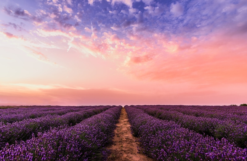 farm, sky, tranquility, environment, scenic, scenery, flowers, agriculture, field, beauty in nature, skyscape, lavender, cloud - sky, nature, no people
