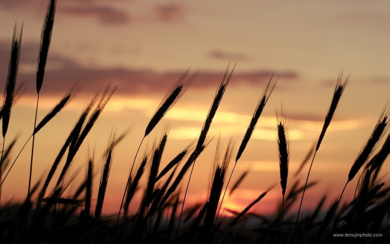 wheat, skyscapes, background, portugal, sunset, nature, 1080P, sunrise - sunset, silhouettes