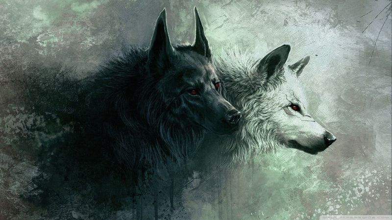 1080P, domestic, wolves, wall - building feature, animal body part, wolf, animal wildlife, black color, animals, textured effect, pets, nature, two, dog
