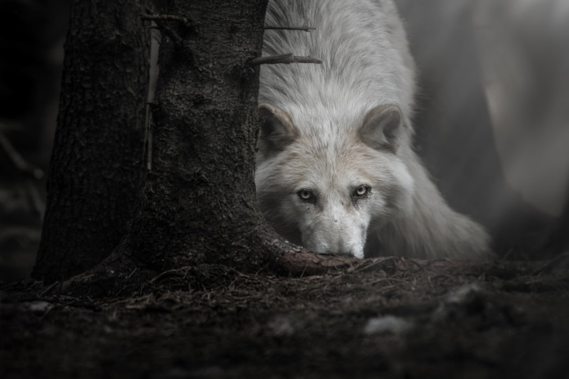 portrait, outdoors, no people, vertebrate, 1080P, dog, animal wildlife, one animal, mammal, tree trunk, wolf, animals, nature, land, dark, forest, tree