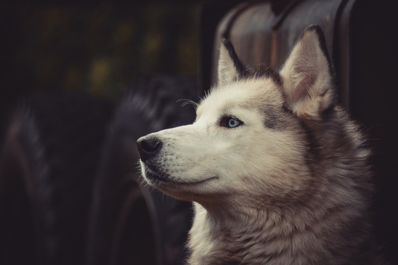 domestic, white, no people, snout, animal, Siberian Husky , sled dog, 1080P, pets, focus on foreground, animal themes, mammal, side view, close-up, canine