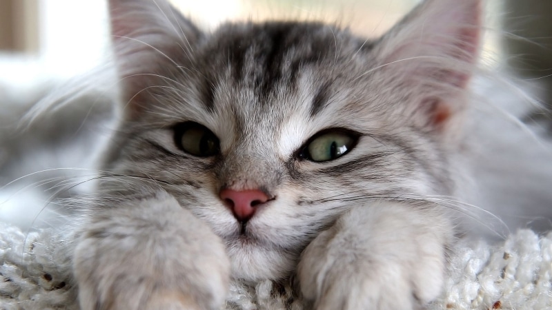 feline, soft, puss, young, tail, tiger cat, look, kitty, little, adorable, cat, pet, portrait, persian cat, fluffy, domestic animal, domestic cat, whiskers
