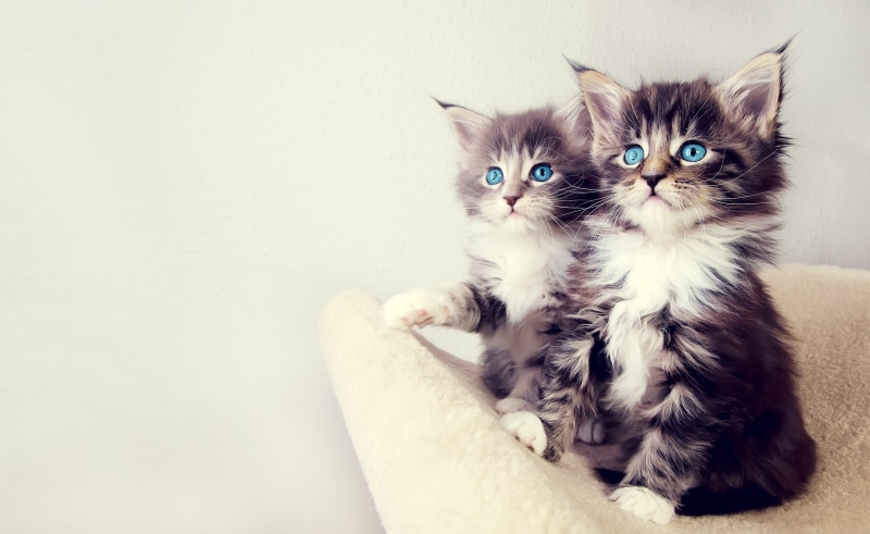 one animal, sitting, cat, white, vertebrate, 2K, Cute, Pets, people, portrait, indoors, black, Animals, feline, domestic animals, looking at camera