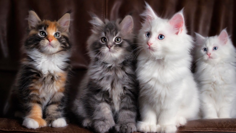 4K, pet, face, eyes, whiskers, animal, kitten, cat, cute