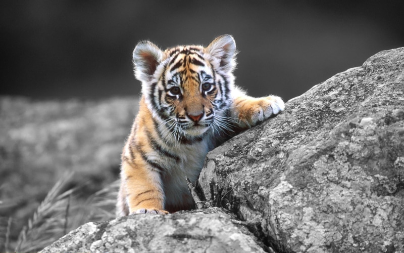 animal head, zoo, animal wildlife, nature, outdoors, tiger, animals hunting, mammal, one animal, hunting, no people, feline, cub, animal themes, baby animals