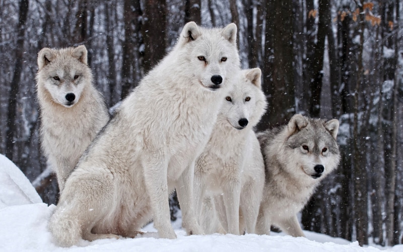 group of animals, winter, canine, animal wildlife, no people, dog, mammal, wolves, togetherness, animal family, vertebrate, four, cold temperature, snowing