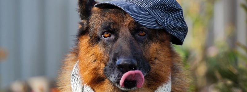 dog, multiple, display, animals, tongues, multiple display, 2K