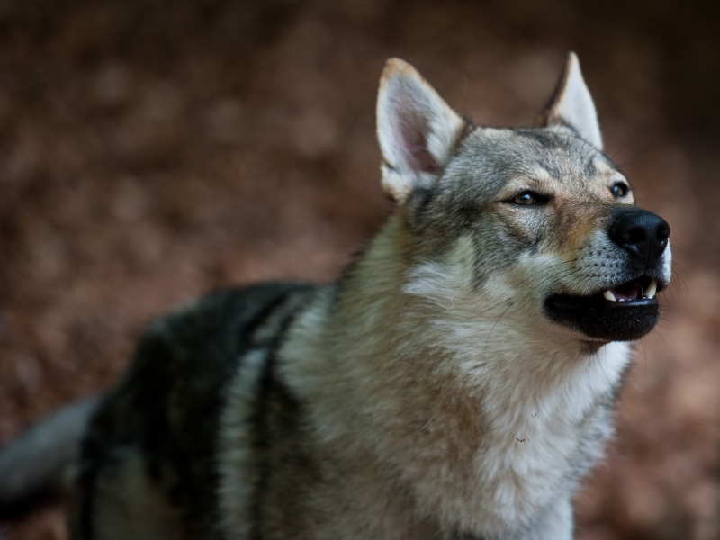 wolf dog, nature, dog, canis lupus familiaris, TWH, purebred Dog, Dogs, grey, mammal, canis lupus lupus, canine, czechoslovakia, wolf, czechoslovakian