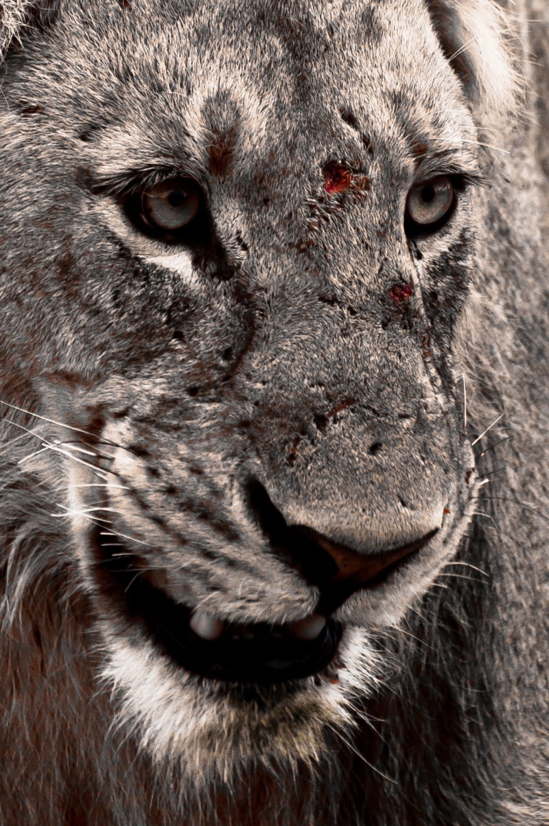 wild, selective, animals In The Wild, photograph, carnivore, Africa, undomesticated Cat, wildlife, animal, White king, selective color, 720P, savanna