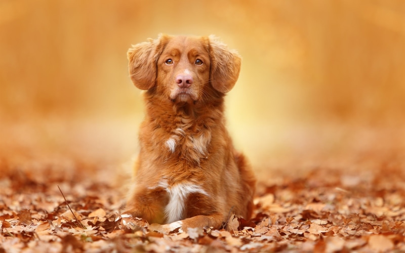 Portrait, Autumn, 1080P, Color, Leaves, Brown, Dog