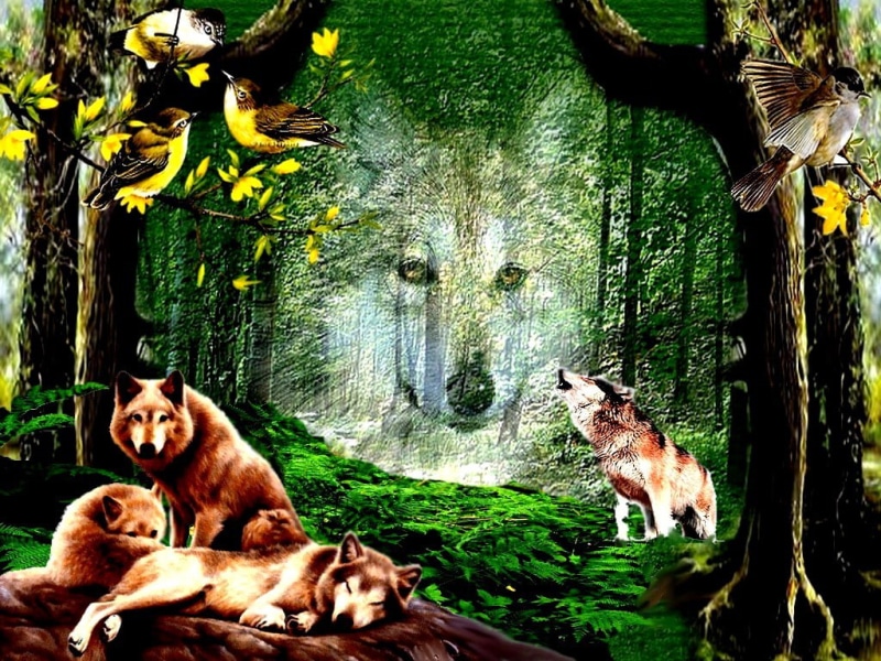 animals, art, wolf, frame, hd, dogs, forest, 480P, backout, backout0005, 2012, color