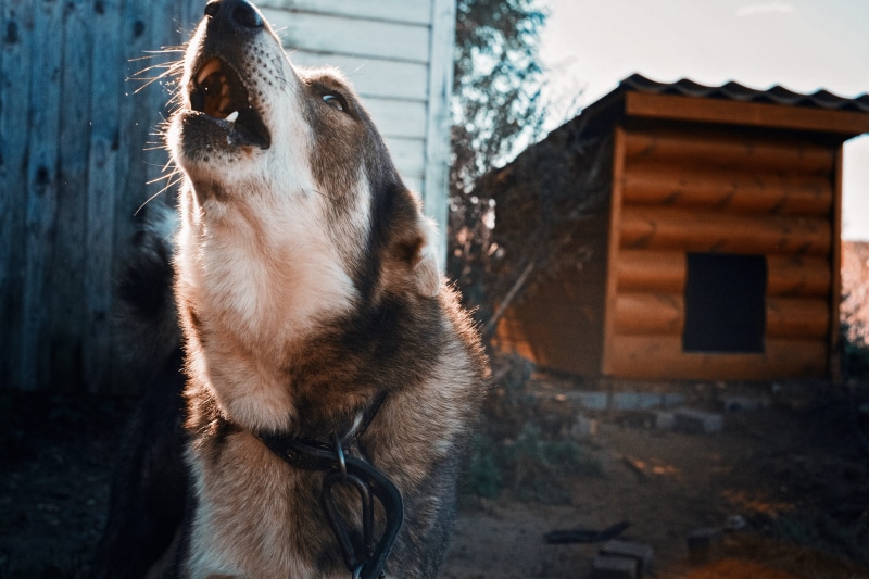 architecture, yard, vertebrate, looking, day, howl, roar, domestic, animal themes, wolf, danger, booth, pets, canine, outdoors, animal, Czechoslovakian